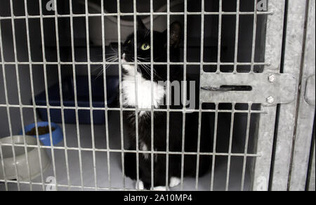 Cat locked cage, animal abuse and loneliness, pets Stock Photo