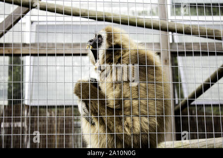 Orangutan locked cage, wild animals abuse, monkeys Stock Photo