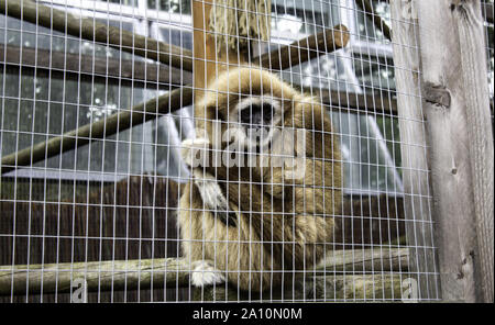 Orangutan locked cage, wild animals abuse, monkeys Stock Photo