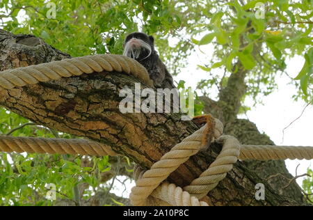 Closeup portrait of a Emperor Tamarin Saguinus imperator, primate in a tree on a bright, vibrant and sunny day. avifauna the netherlands Stock Photo