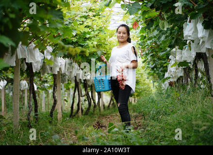 (190923) -- BEIJING, Sept. 23, 2019 (Xinhua) -- Wang Weihua picks grapes at her vineyard in Laoaozhuang Village of Weizhai Community, Chang'an District, Xi'an, capital city of northwest China's Shaanxi Province, Sept. 4, 2019. Wang Weihua once worked in Xi'an after graduation from college. In 2010, she decided to return to her hometown Laoaozhuang Village and started to plant grape with all her savings. At the beginning of her business, Wang's vineyard suffered heavy losses because of natural disasters and pests. She, however, didn't give up and improved the quality of grapes constantly. At pr Stock Photo