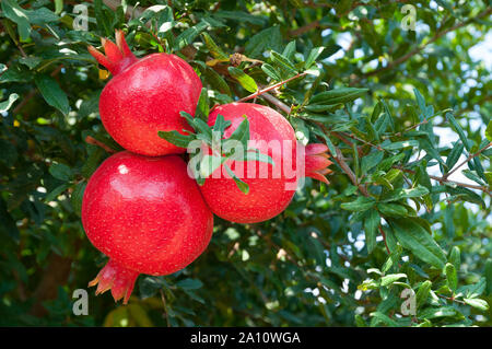 Organic pomegranate trees Stock Photo