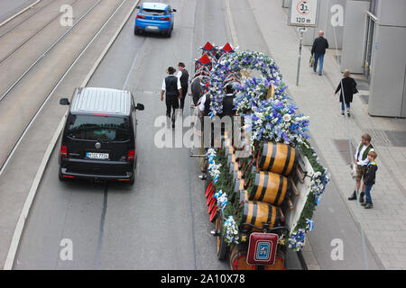 Hacker Pschorr brewery wagon with an 8-horse hitch transporting empty beer barrels in modern Munich city traffic. Traditional festival logistics. Stock Photo