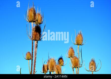 thistles against a blue sky in a sunny day Stock Photo