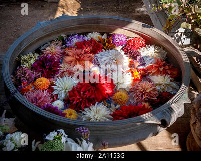 Large metal urn with a selection of Dahlia's floating in water. Stock Photo