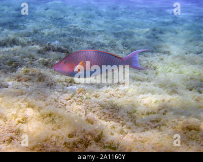 A Longnose Parrotfish (Hipposcarus harid) Stock Photo