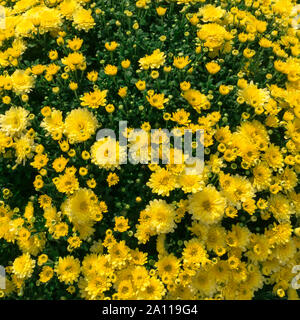 Bright summer yellow floral background of spray chrysanthemum. Stock Photo