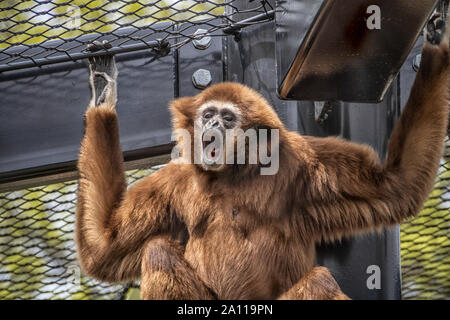 A White-Handed Gibbon (Hylobates Lar) in a Zoo Cage at Utica, New York. Stock Photo