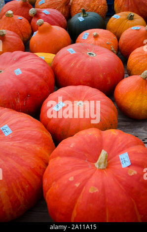 close up of halloween pumpkins on a cart from a farmer in different colors with bokeh effect. Stock Photo