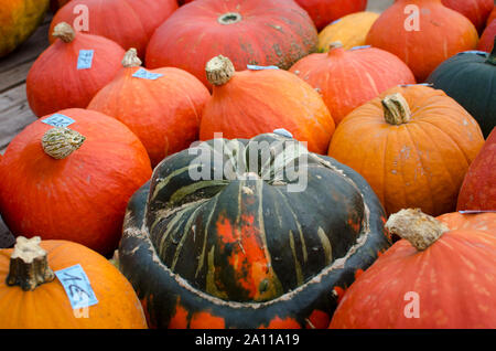 close up of halloween pumpkins on a cart from a farmer in different colors with bokeh effect. Stock Photo