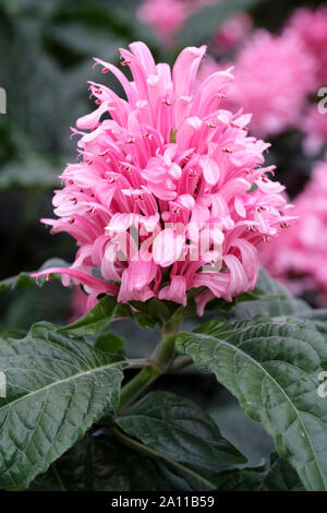 Close-up of pink flowers of Justicia carnea Brazilian plume flower, Brazilian-plume, flamingo flower, jacobinia, Hospital Too Far or Blood of Jesus Stock Photo