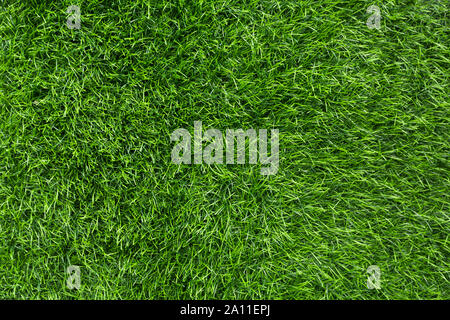 Summer green grass for picnic on open air, fresh cut lawn Stock Photo
