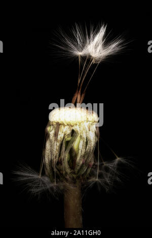 Dandelion flower with three seeds, on a black background, close-up. Soft focus. Stock Photo
