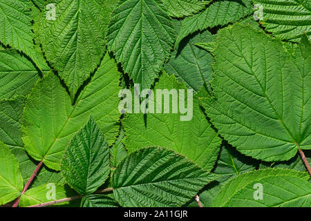 Pattern of bright fresh green leaves.  Flat lay Top view close-up. Stock Photo