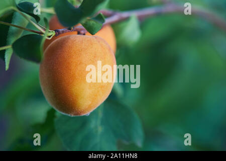 Ripe armenian plums (Prunus armeniaca) growing on a tree Stock Photo