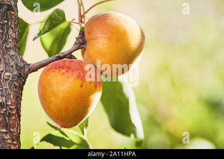 Ripe armenian plums (Prunus armeniaca) growing on a tree Stock Photo