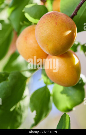 Ripe armenian plums (Prunus armeniaca) growing on a tree Stock Photo