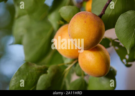 Ripe armenian plums (Prunus armeniaca) growing on a tree Stock Photo