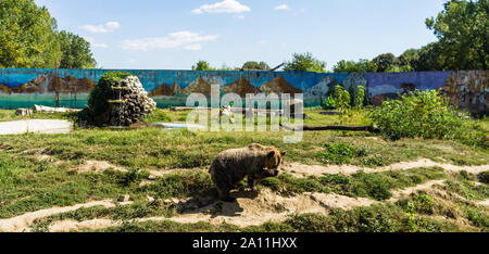 Brown bear sitting in a zoo. Brown bear in a funny pose. Stock Photo