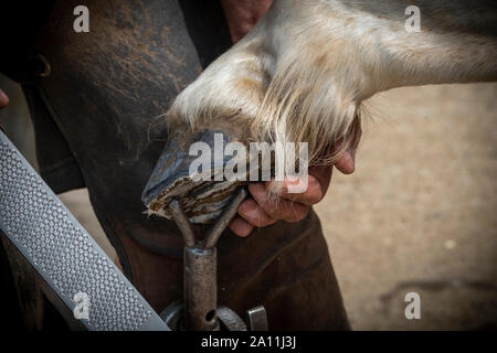 Hand shots of a farrier in the process of applying a new shoe to a horse Stock Photo