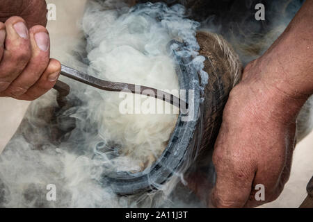 Hand shots of a farrier in the process of applying a new shoe to a horse Stock Photo