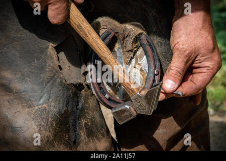 Hand shots of a farrier in the process of applying a new shoe to a horse Stock Photo