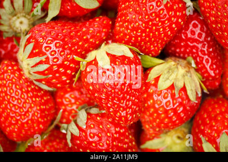 Strawberries close up full frame, pile Stock Photo
