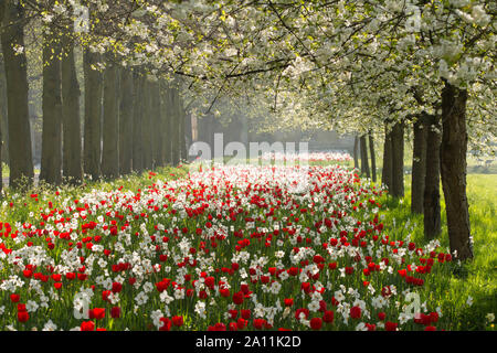 Spring time in Cambridge Stock Photo