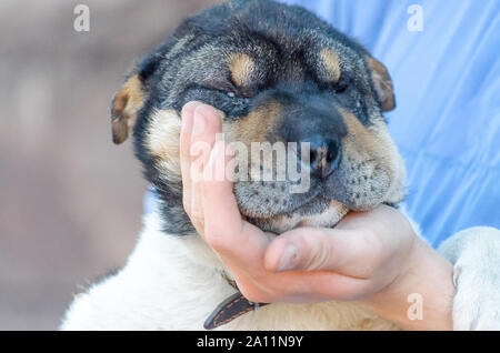 Shar pei cheap muzzle