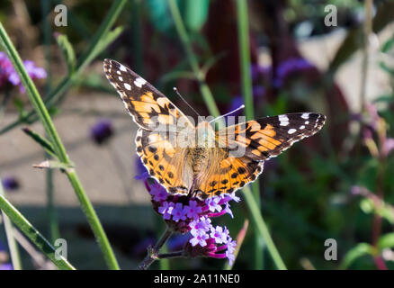 Vanessa cardui (Painted Lady Butterfly) at rest in late Summer (September) in West Sussex, England, UK. Stock Photo