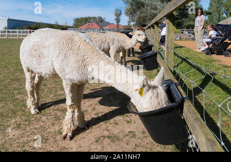 White Huacaya Alpacas (Vicugna pacos), a domestic alpaca, feeding at Dales Farm at Ferring Country Centre in Ferring, West Sussex, UK. Stock Photo