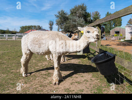 White Huacaya Alpaca (Vicugna pacos being fed at Dales Farm at Ferring Country Centre in Ferring, West Sussex, UK.