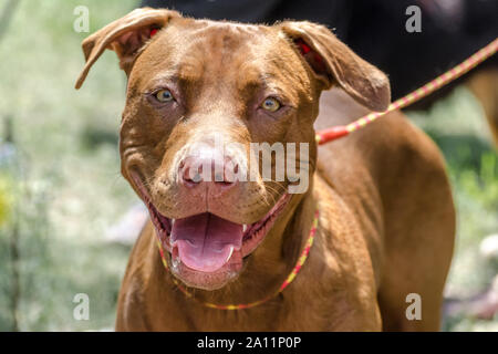 closeup portrait of a happy smiling redhead pit bull terrier Stock Photo