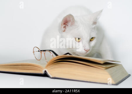 white cat with glasses and a book on a clean background closeup Stock Photo