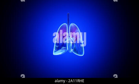 3D illustration of human lungs filled with Oxygen. Stock Photo