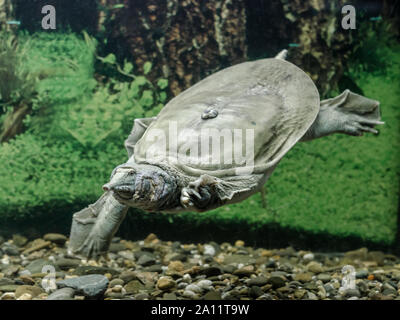 freshwater turtle chinese trionix swims under water close up Stock Photo