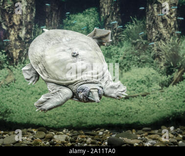 freshwater turtle chinese trionix swims under water close up Stock Photo