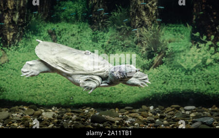 freshwater turtle chinese trionix swims under water close up Stock Photo