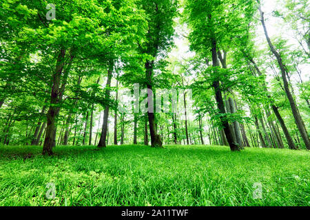 Green forest and grass with trees Stock Photo