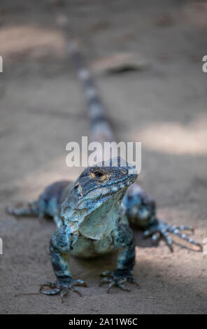 Black spiny-tailed iguana, Ctenosaura similis near Matapalo Beach, Guanacaste, Costa Rica Stock Photo