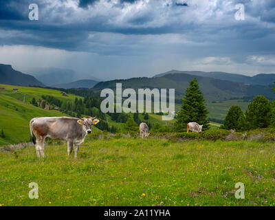 Dairy cows Seiser Alm Dolomites plateau largest Alpine meadow in Europe Stock Photo