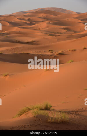 The 250m high Erg Chebbi Dunes threaten to smother the small Saharan oasis of Merzouga, Morocco, Africa. Stock Photo