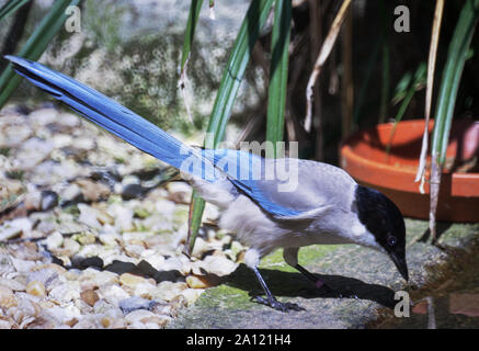 Azure-winged Magpie (Cyanopica cyanus).Adult in outside aviary.Ringed.Southwest France Stock Photo