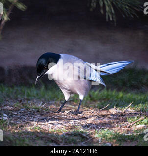 Azure-winged Magpie (Cyanopica cyanus).Adult on the ground.The National Park of Monfrague. Spain. Stock Photo