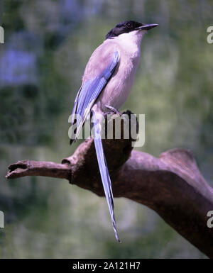 Azure-winged Magpie (Cyanopica cyanus).Adult in outside aviary.Southwest France Stock Photo