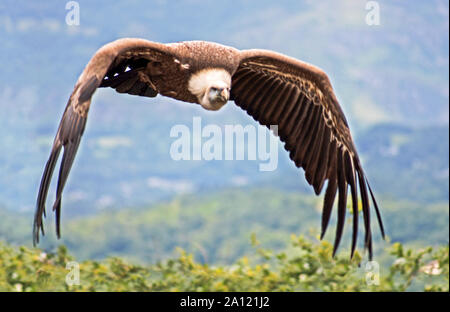 Griffin Vulture (Gyps fulvus) Adult in flight.Southwest France. Stock Photo