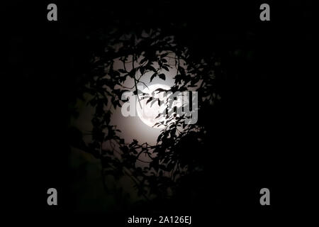 Full moon in the foreground, surrounded by branches and leaves. The harvest moon becomes a space between the surrounding vegetation against the light. Stock Photo