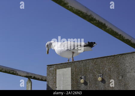 single seagull perched upon a concrete structure against a blue sky Stock Photo