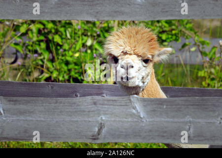 Cute and curious young Alpaca peeks through wooden fence at a farm on a sunny day of summer. Alpacas are friendly and social herd animals. Stock Photo