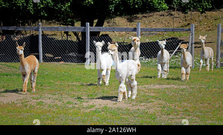 A herd of seven shorn Alpacas moving towards camera on a green meadow at a farm in the summer. Alpacas are friendly and social herd animals. Stock Photo